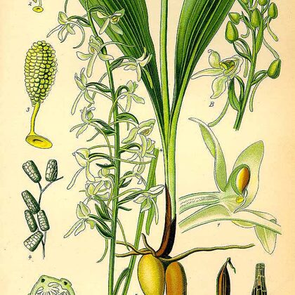 Naktsvijole smaržīgā