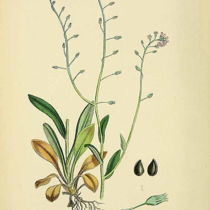 Neaizmirstulīte tīruma