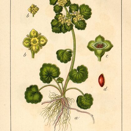 Pakrēslīte pamīšlapu