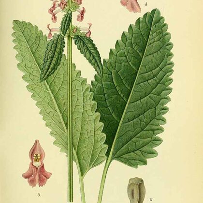 Pātaine ārstniecības