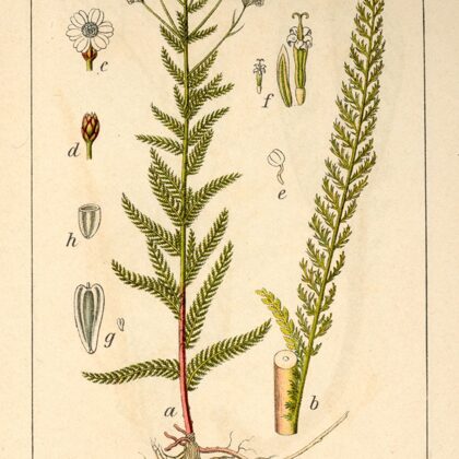 Pelašķis parastais