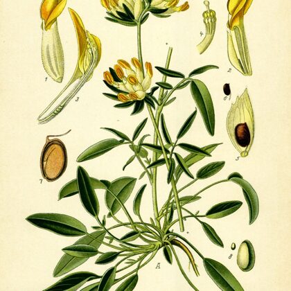 Pērkonamoliņš brūču