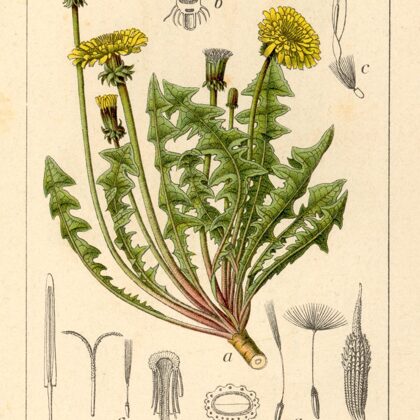 Pienene ārstniecības