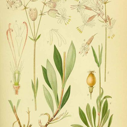 Plaukšķene parastā (1)