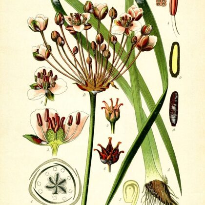 Puķmeldrs čemurainais