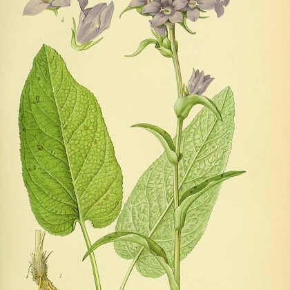 Pulkstenīte kamolainā