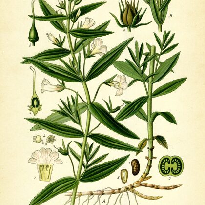 Rūgtene ārstniecības