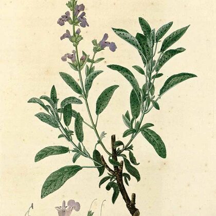 Salvija ārstniecības