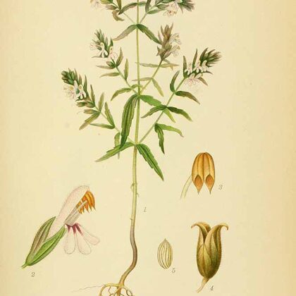 Sārtžibulītis parastais