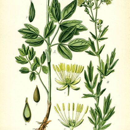 Saulkrēsliņš dzeltenais