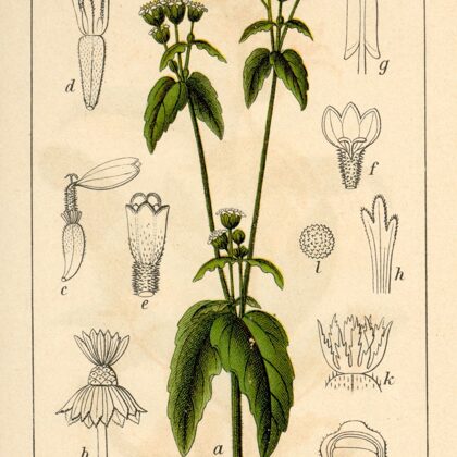 Sīkgalvīte sīkziedu