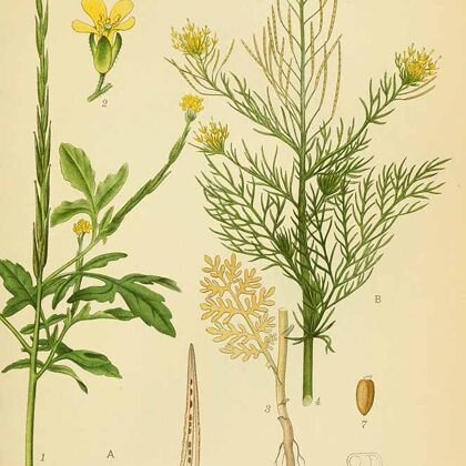 Smalkžodzene Sofijas (1)