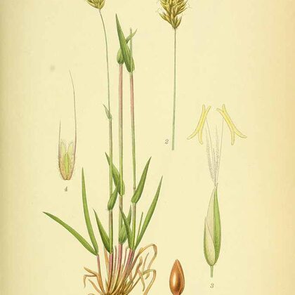 Smaržzāle parastā