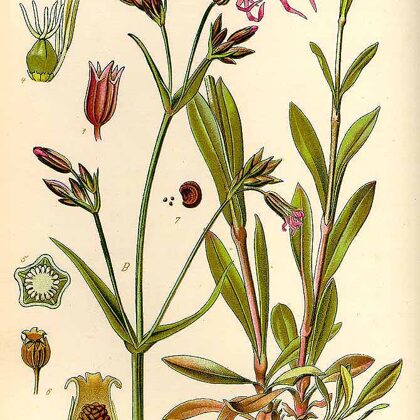 Spulgnaglene pļavas