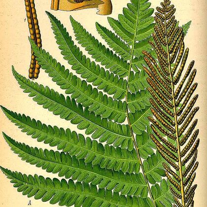 Strauspaparde parastā