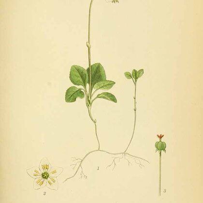 Sūnactiņa vienzieda