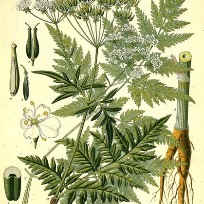 Suņburkšķis meža