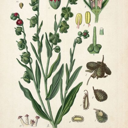 Suņmēle ārstniecības