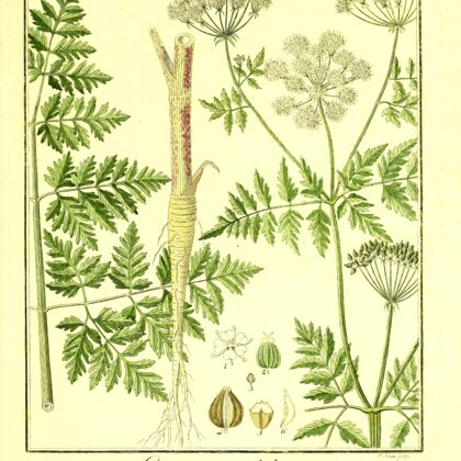 Suņstobrs plankumainais