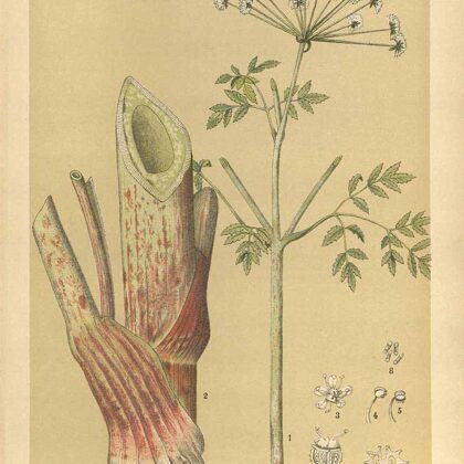 Suņstobrs plankumainais kāts