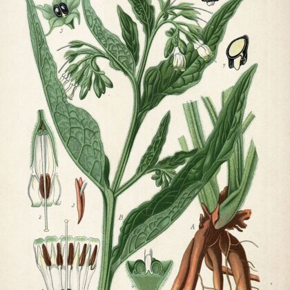 Tauksakne ārstniecības