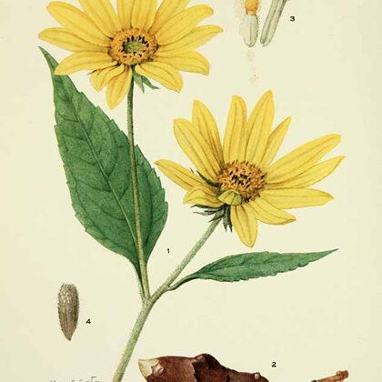 Topinambūrs bumbuļu