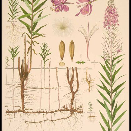 Ugunspuķe šaurlapu