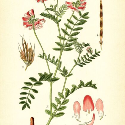 Vainadzīte mainīgā