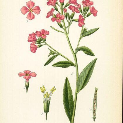 Vakarene smaržīgā