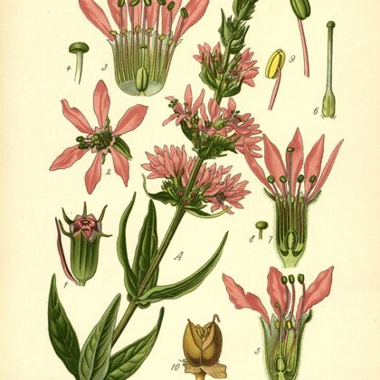 Vējmietiņš vītolu