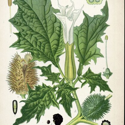 Velnābols dzeloņainais