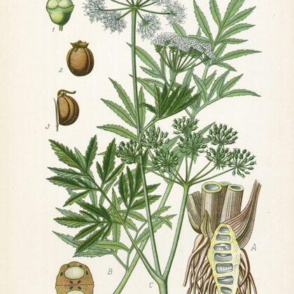 Velnarutks indīgais