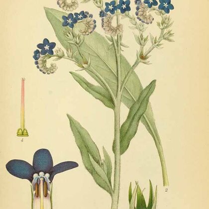 Vēršmēle ārstniecības