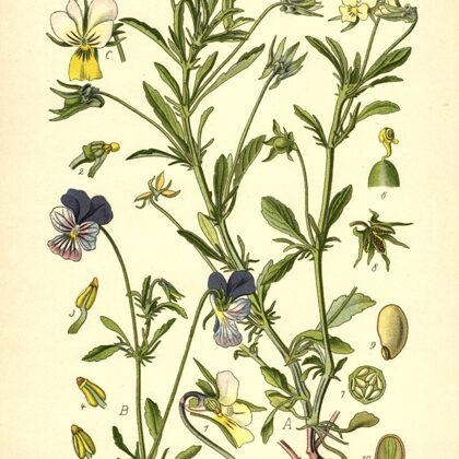 Vijolīte trejkrāsu