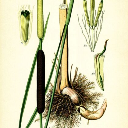 Vilkvālīte platlapu