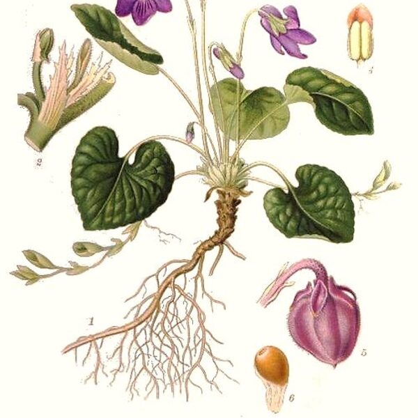 Vijolīte smaržīgā