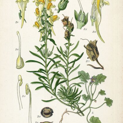 Vīrcele parastā (B)