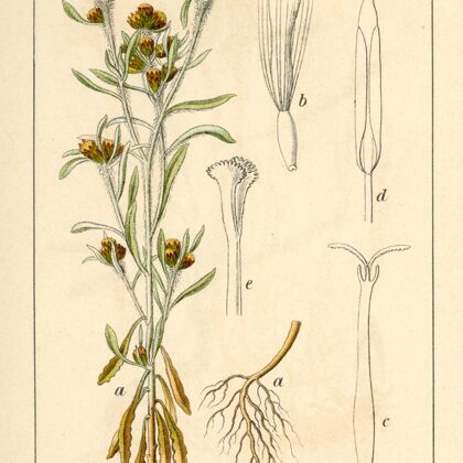 Zaķpēdiņa dumbrāju