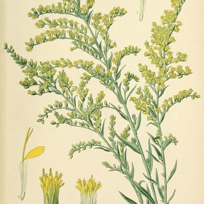 Zeltgalvīte Kanādas