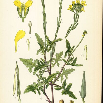 Žodzene ārstniecības