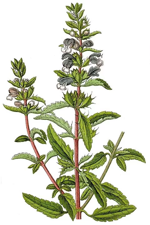 Pūķgalve Moldāvu