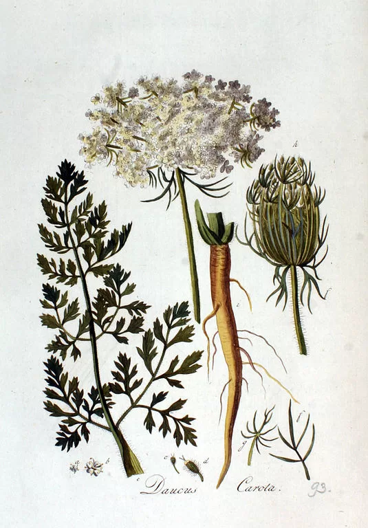 Savvaļas burkāns