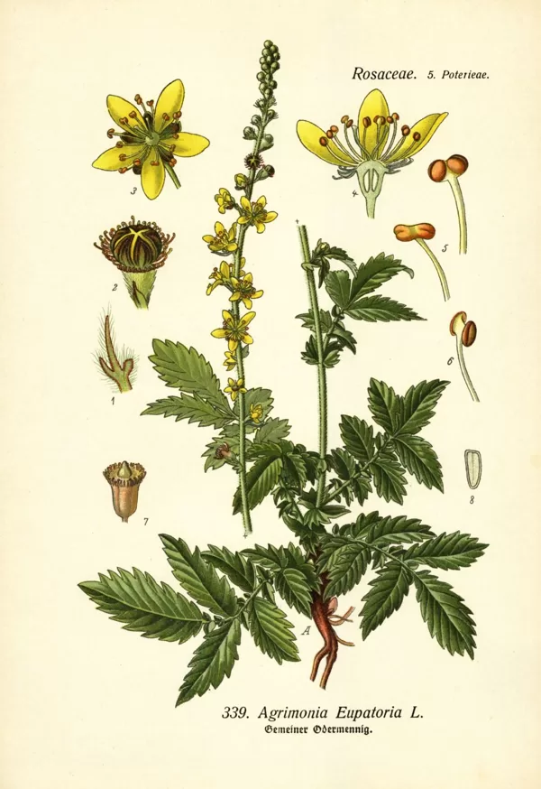 Ancītis ārstniecības