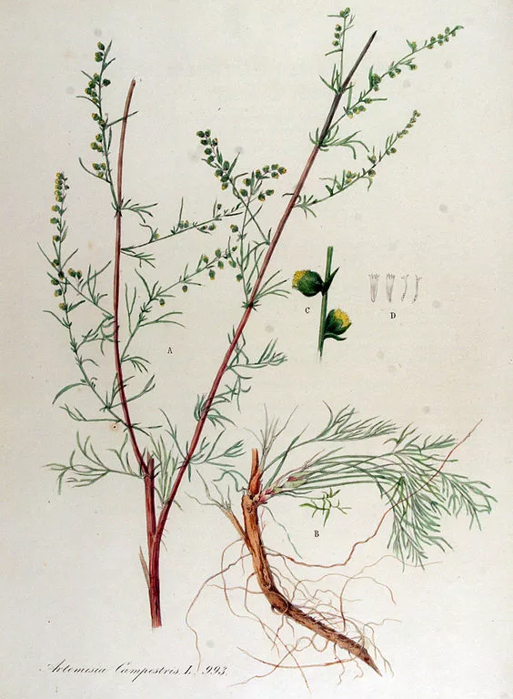 Vībotne lauku