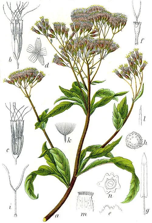 Lielā krastkaņepe