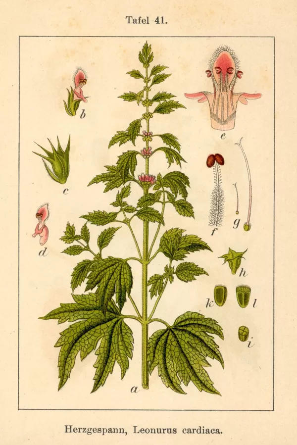 Mātere sirds
