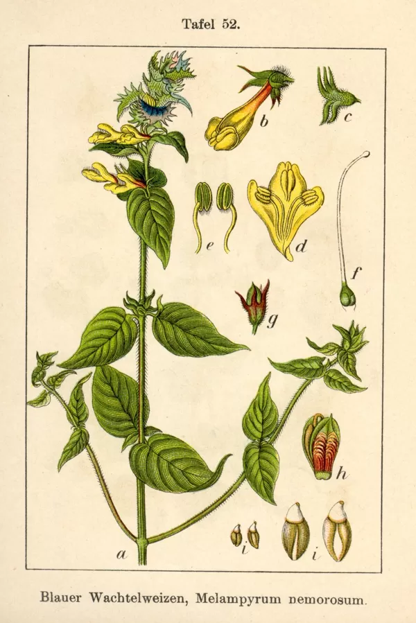 Nārbulis birztalu
