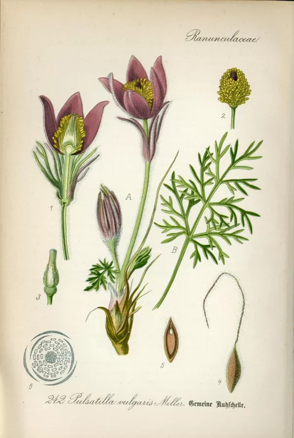 Silpurene
