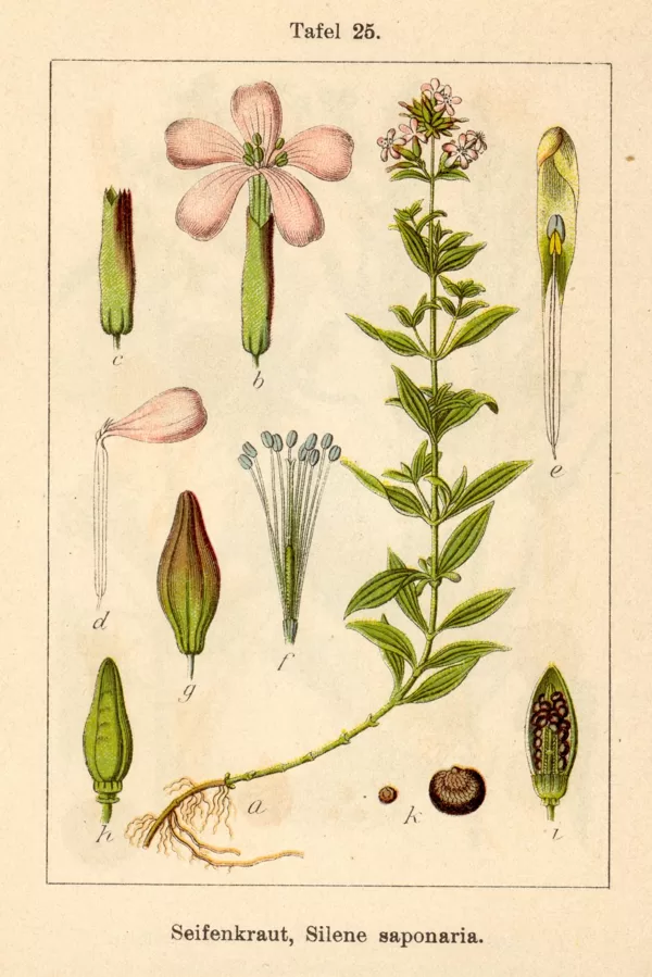 Ziepjsakne ārstniecības