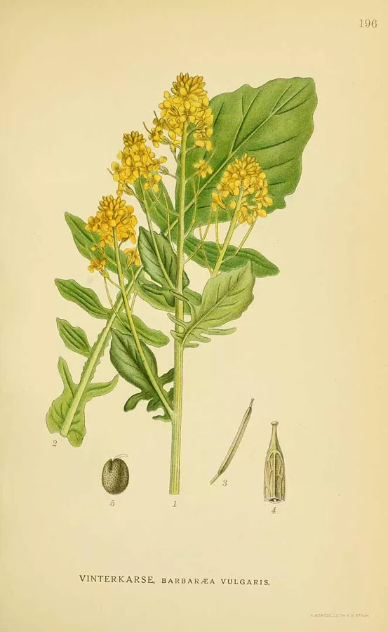Zvērene lokaugļu